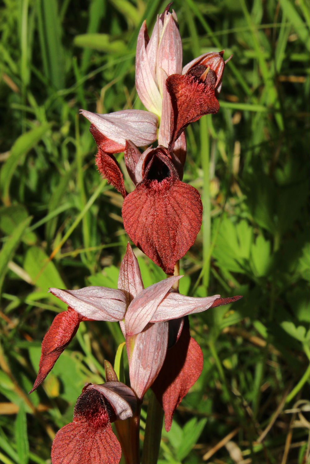 Serapias cordigera L.